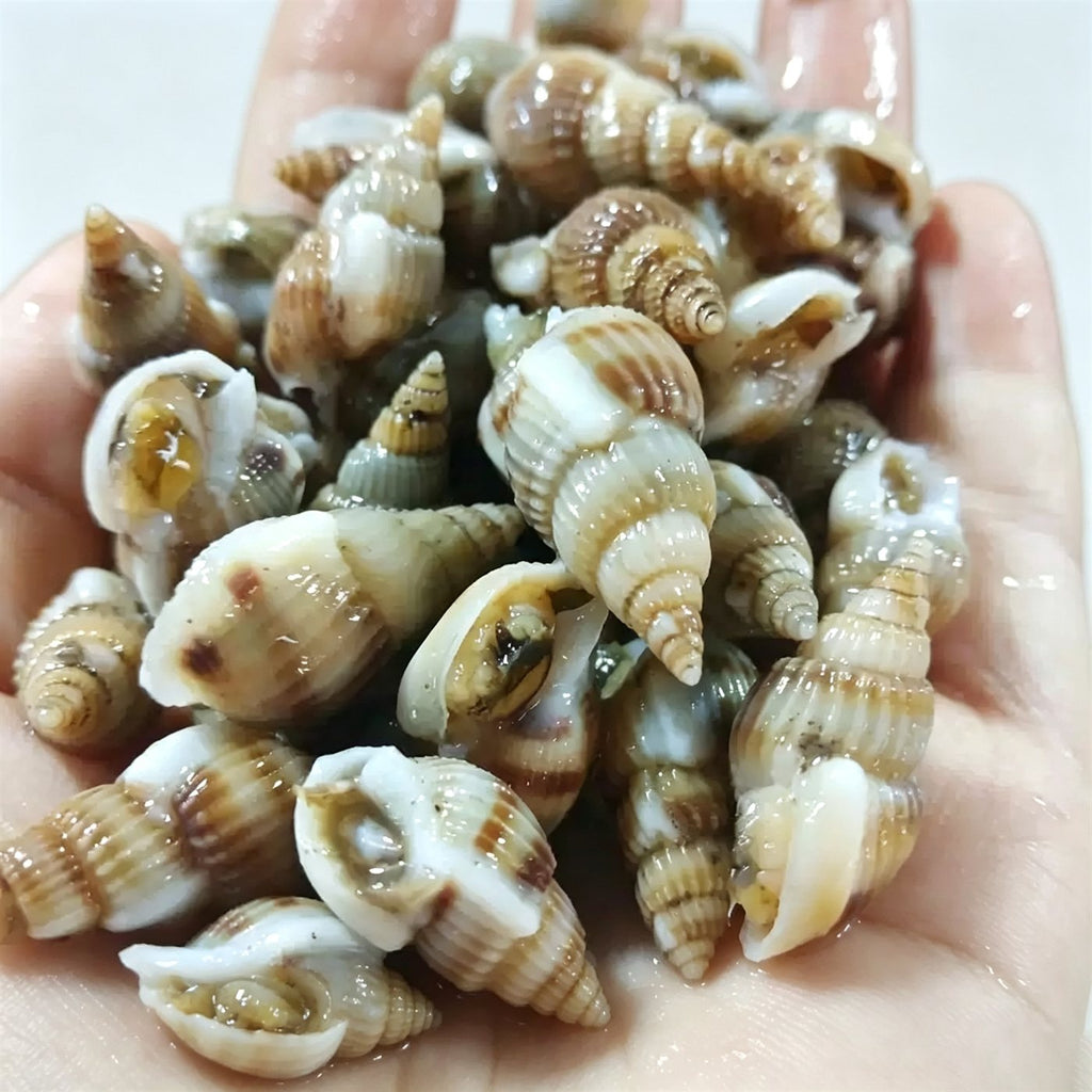 Fresh Live Sea Snails