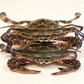 Live Swimming Crab