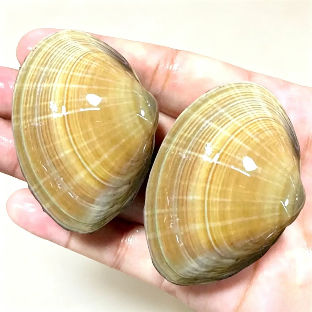Frozen Fresh Clams