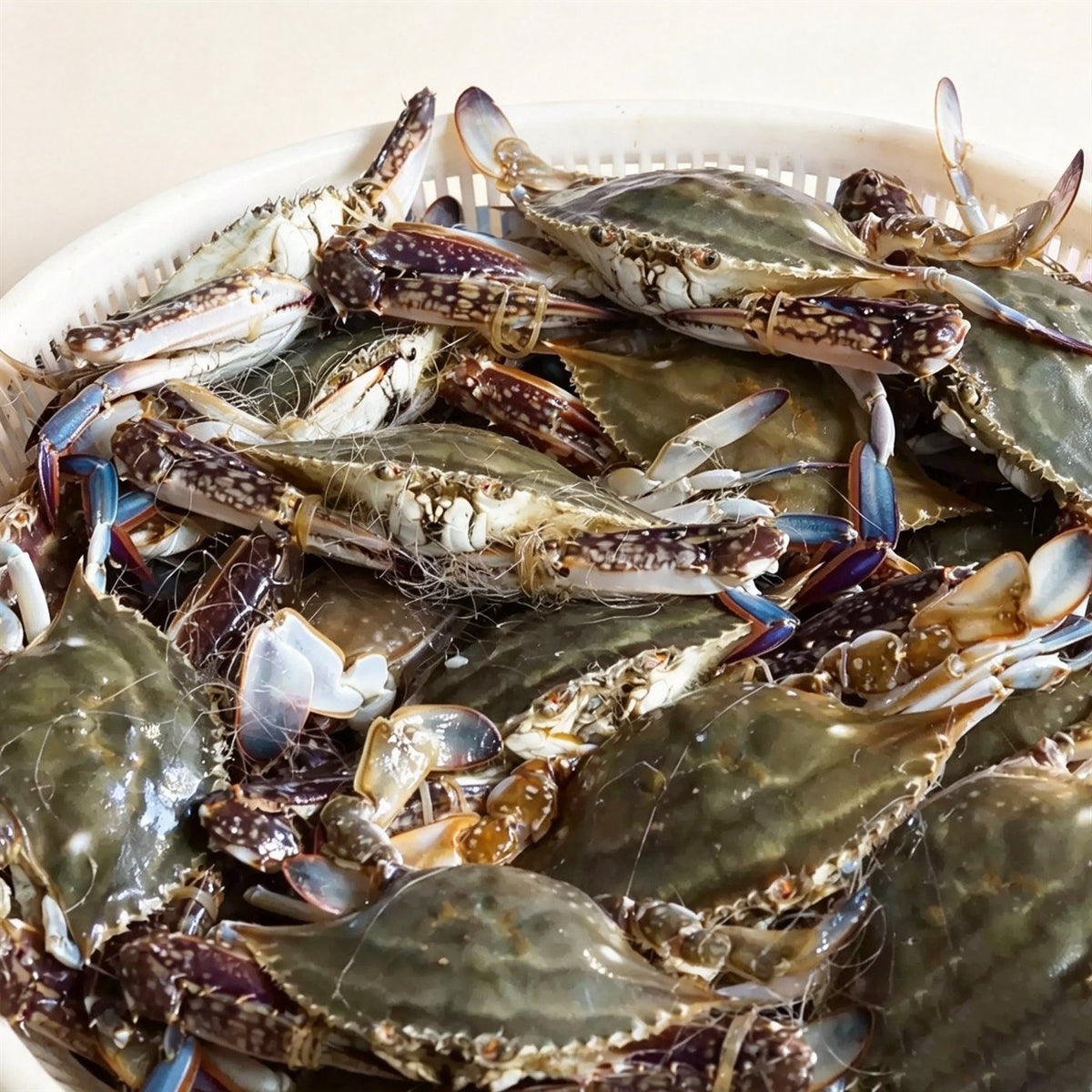 Live Swimming Crab